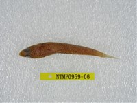 藏品(鬚棘吻魚)的圖片